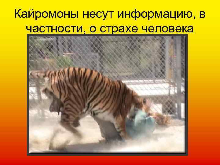 Кайромоны несут информацию, в частности, о страхе человека 