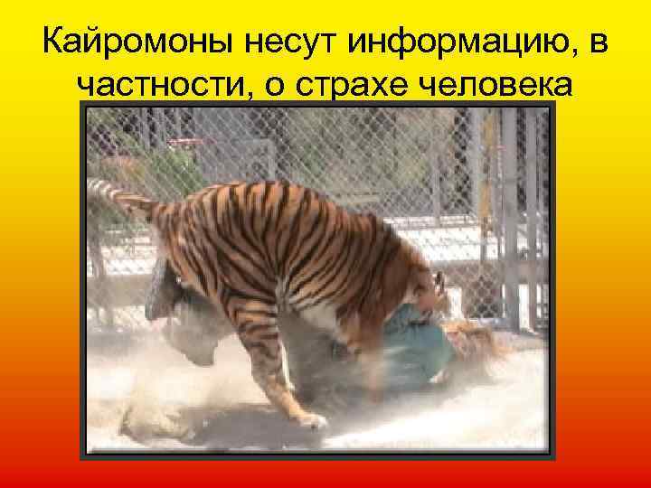 Кайромоны несут информацию, в частности, о страхе человека 