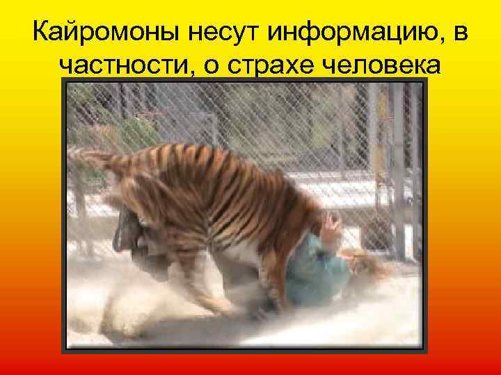 Кайромоны несут информацию, в частности, о страхе человека 