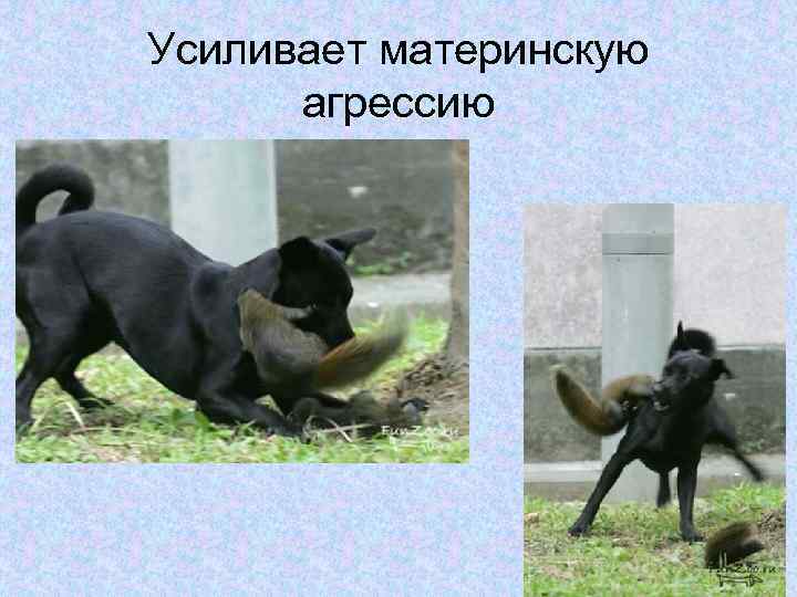 Усиливает материнскую агрессию 