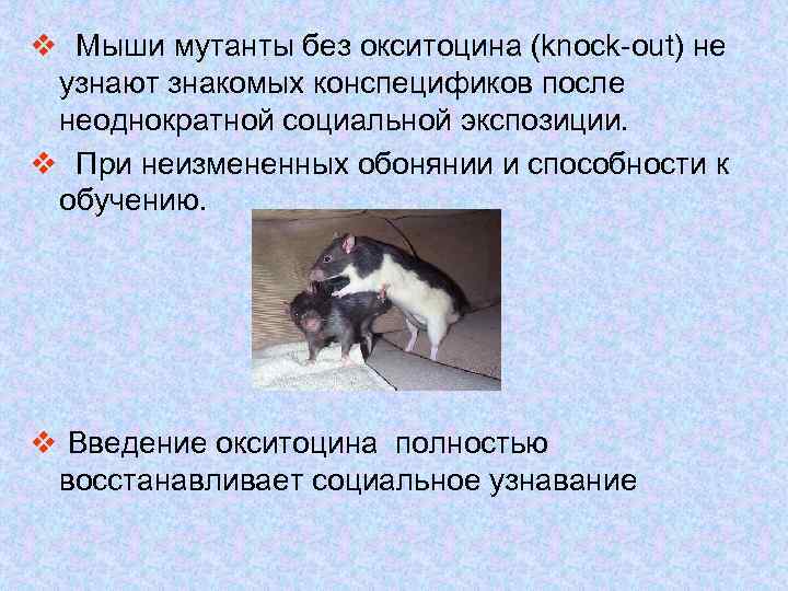 v Мыши мутанты без окситоцина (knock-out) не узнают знакомых конспецификов после неоднократной социальной экспозиции.