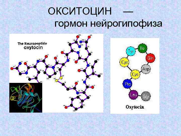 ОКСИТОЦИН — гормон нейрогипофиза 