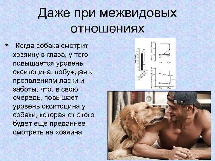 Даже при межвидовых отношениях • Когда собака смотрит хозяину в глаза, у того повышается
