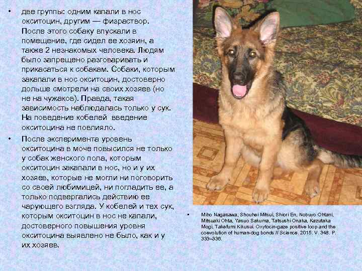  • • две группы: одним капали в нос окситоцин, другим — физраствор. После