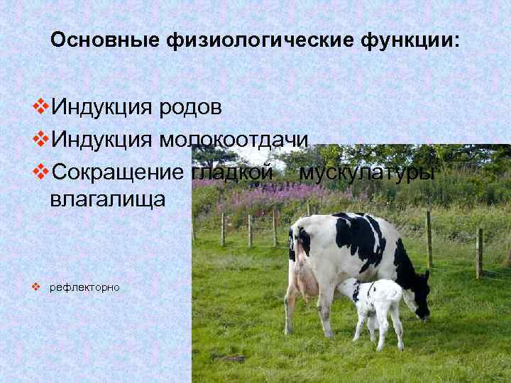 Основные физиологические функции: v. Индукция родов v. Индукция молокоотдачи v. Сокращение гладкой мускулатуры влагалища