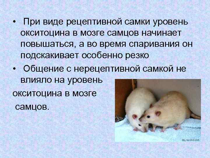  • При виде рецептивной самки уровень окситоцина в мозге самцов начинает повышаться, а