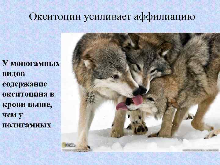 Окситоцин усиливает аффилиацию У моногамных видов содержание окситоцина в крови выше, чем у полигамных