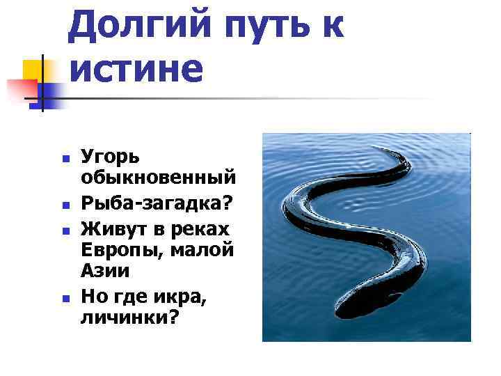 Долгий путь к истине n n Угорь обыкновенный Рыба-загадка? Живут в реках Европы, малой