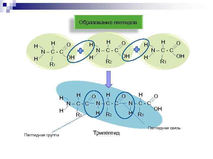 Образование пептидов Н Н Н О N–С-С ОН Н N–С-С R 2 R 1