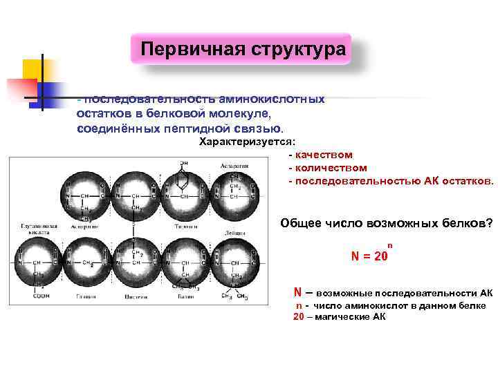 Первичная структура - последовательность аминокислотных остатков в белковой молекуле, соединённых пептидной связью. Характеризуется: -