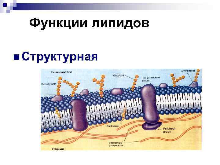 Функции липидов n Структурная 