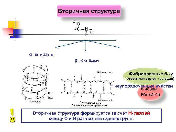 Вторичная структура δ- О -С–N– Н δ+ ά- спираль β - складки Фибриллярные б-ки
