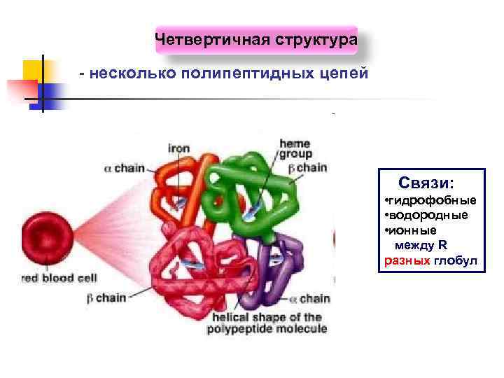 Четвертичная структура - несколько полипептидных цепей Связи: • гидрофобные • водородные • ионные между