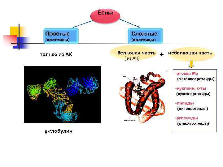 Белки Простые Сложные (протеины) (протеиды) только из АК белковая часть ( из АК) +