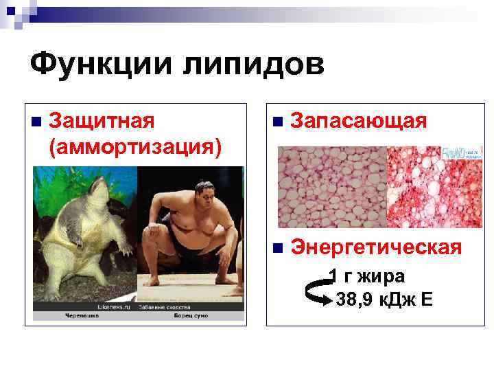 Функции липидов n Защитная (аммортизация) n Запасающая n Энергетическая 1 г жира 38, 9