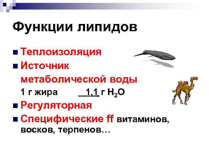 Функции липидов n Теплоизоляция n Источник метаболической воды 1 г жира 1, 1 г