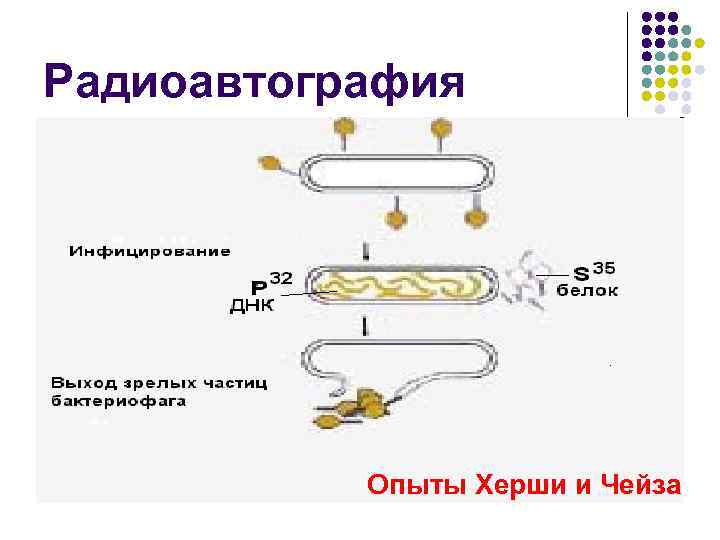Радиоавтография Опыты Херши и Чейза 