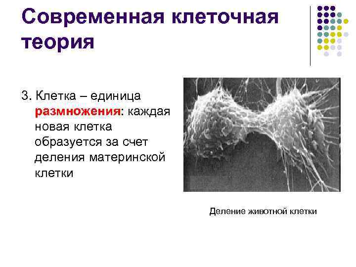 Современная клеточная теория 3. Клетка – единица размножения: каждая новая клетка образуется за счет