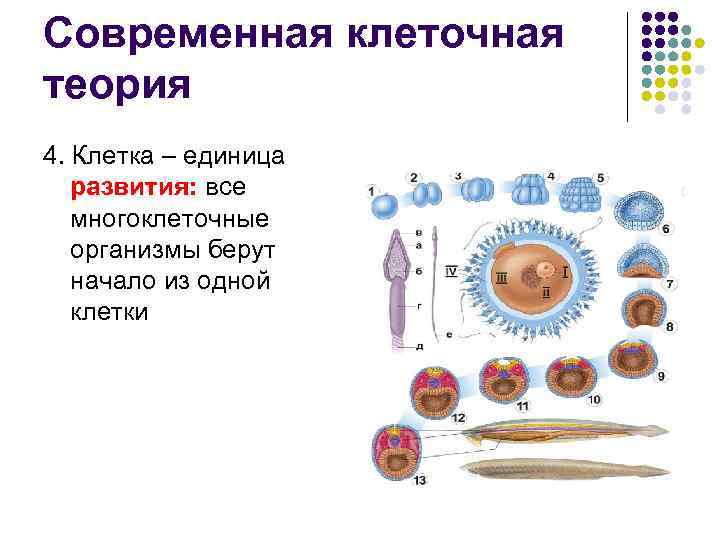 Современная клеточная теория 4. Клетка – единица развития: все многоклеточные организмы берут начало из