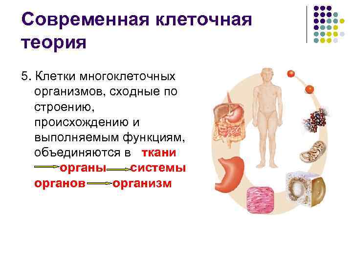 Современная клеточная теория 5. Клетки многоклеточных организмов, сходные по строению, происхождению и выполняемым функциям,