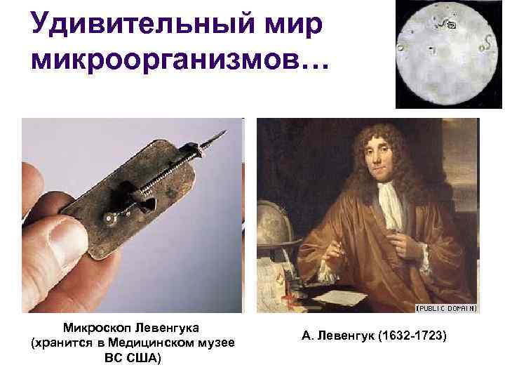 Удивительный мир микроорганизмов… Микроскоп Левенгука (хранится в Медицинском музее ВС США) А. Левенгук (1632