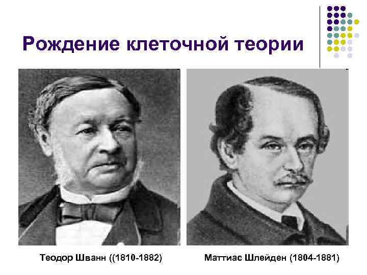 Рождение клеточной теории Теодор Шванн ((1810 -1882) Маттиас Шлейден (1804 -1881) 