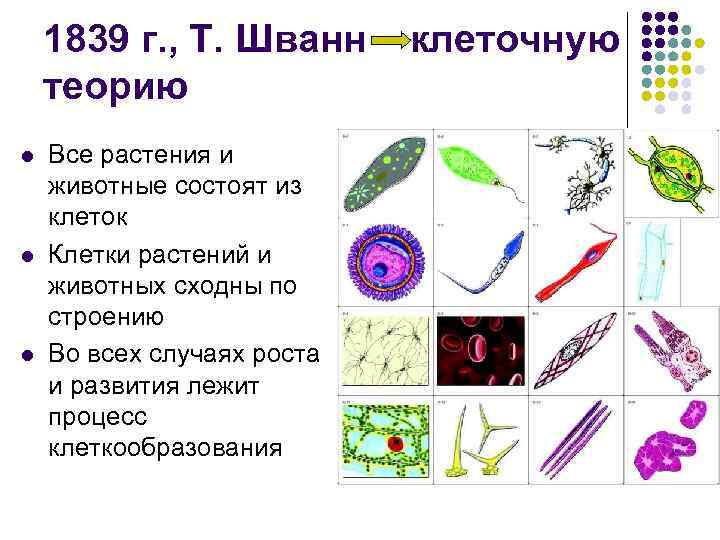 1839 г. , Т. Шванн теорию l l l Все растения и животные состоят