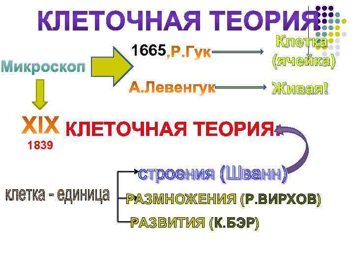 Микроскоп 1665 Клетка (ячейка) Живая! 1839 КЛЕТОЧНАЯ ТЕОРИЯ: РАЗМНОЖЕНИЯ (Р. ВИРХОВ) РАЗВИТИЯ (К. БЭР)