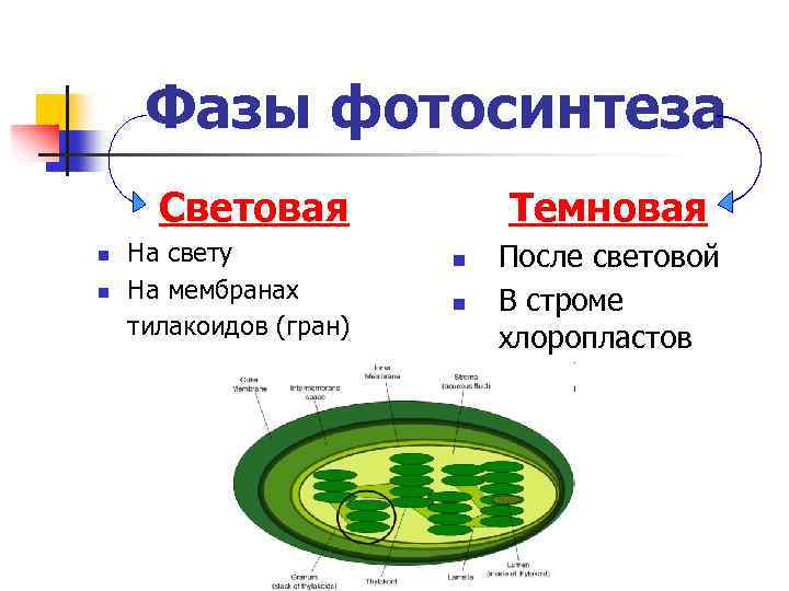 Фотосинтез световая и темновая. Световая фаза фотосинтеза на мембране тилакоида. Световая фаза фотосинтеза хлоропласт. Световая фаза на мембране тилакоидов. Темновая фаза протекает в Гранах хлоропласта.