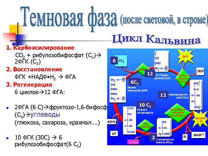 1. Карбоксилирование СО 2 + рибулозобифосфат (С 5) 2 ФГК (С 3) 2. Восстановление