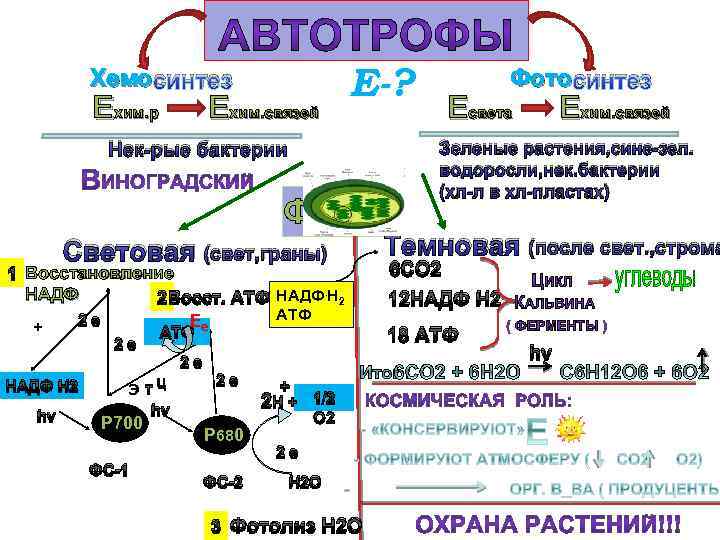 Хемо синтез Ехим. р Ехим. связей Е-? Нек-рые бактерии ФАЗЫ Световая (свет, граны) 1