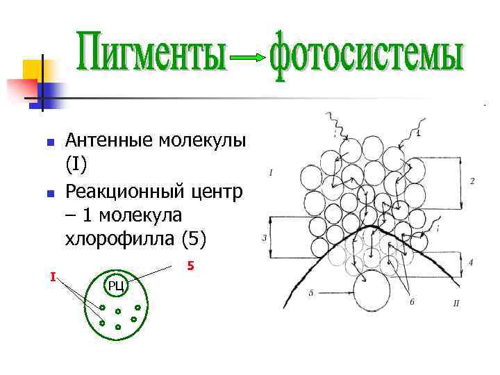 Процессы фотосистемы 1