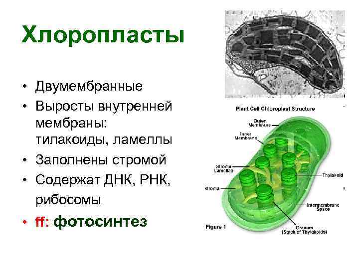 Хлоропласты • Двумембранные • Выросты внутренней мембраны: тилакоиды, ламеллы • Заполнены стромой • Содержат