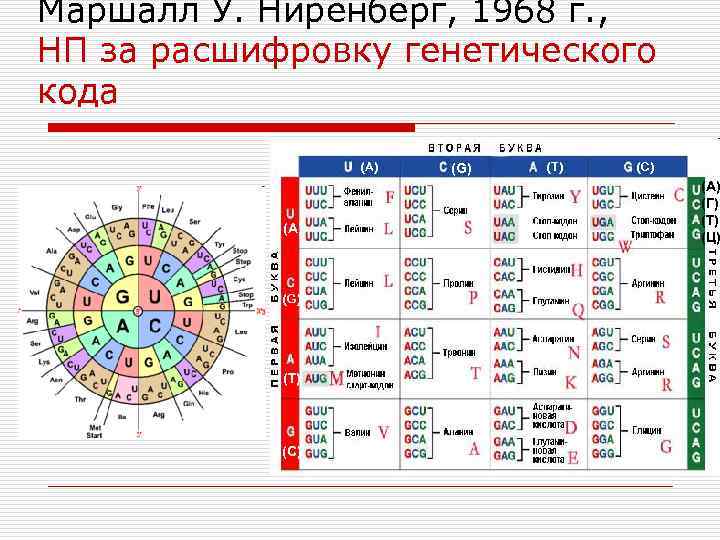 Маршалл У. Ниренберг, 1968 г. , НП за расшифровку генетического кода (А) (G) (T)