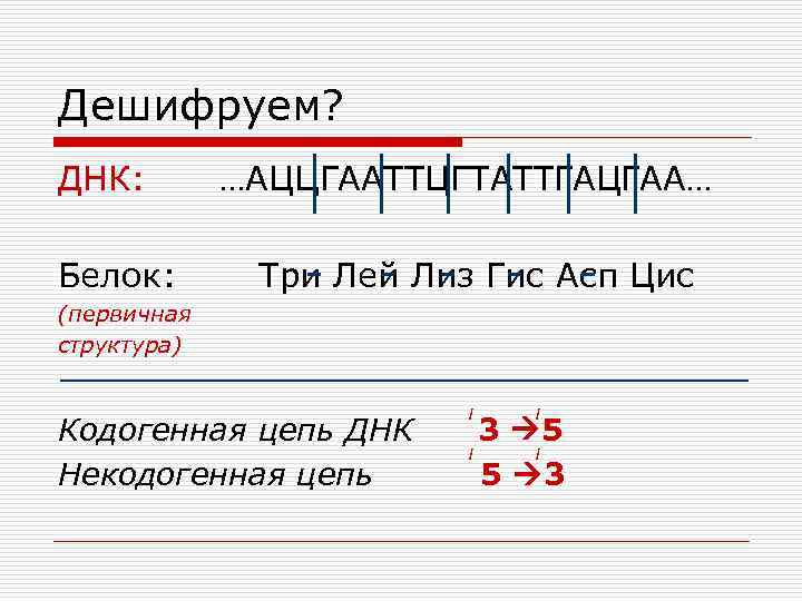 Дешифруем? ДНК: Белок: …АЦЦГААТТЦГТАТТГАЦГАА… Три Лей Лиз Гис Асп Цис (первичная структура) Кодогенная цепь