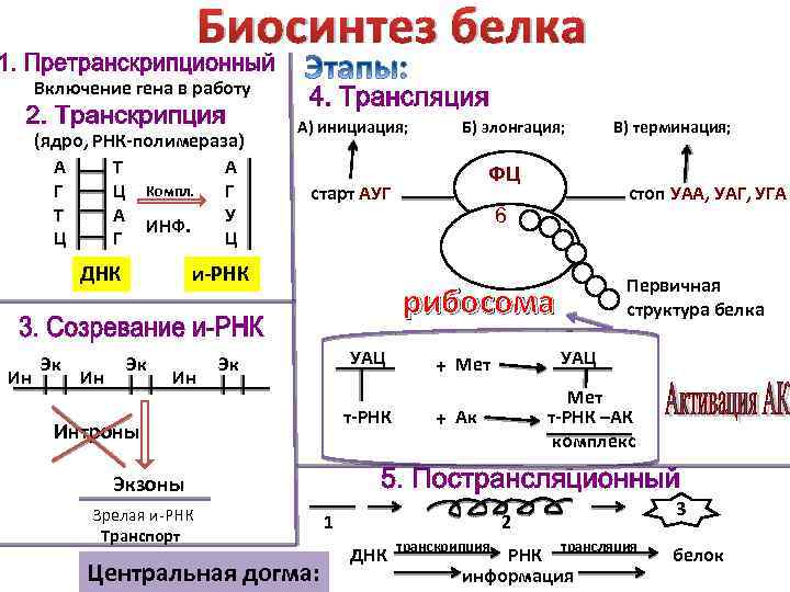 Биосинтез белка Включение гена в работу (ядро, РНК-полимераза) А Т А Г Ц Компл.