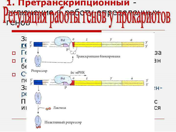 1. Претранскрипционный включение в работу определенных генов o o o За синтез белков отвечает