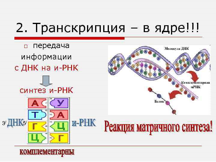 2. Транскрипция – в ядре!!! передача информации с ДНК на и-РНК o синтез и-РНК