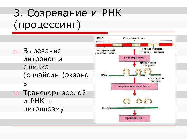 3. Созревание и-РНК (процессинг) o o Вырезание интронов и сшивка (сплайсинг)экзоно в Транспорт зрелой