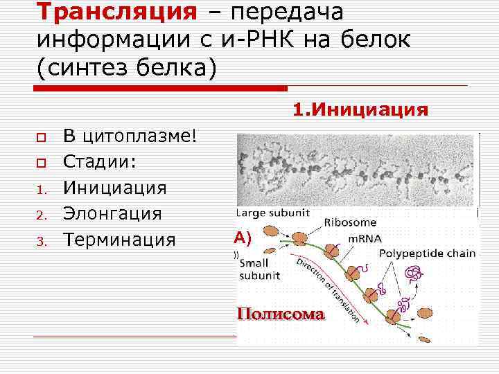 Трансляция – передача информации с и-РНК на белок (синтез белка) 1. Инициация o o