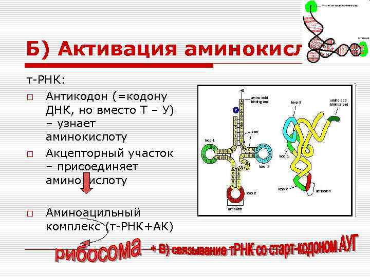 Б) Активация аминокислот т-РНК: o Антикодон (=кодону ДНК, но вместо Т – У) –