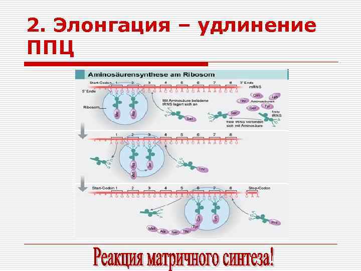 2. Элонгация – удлинение ППЦ 