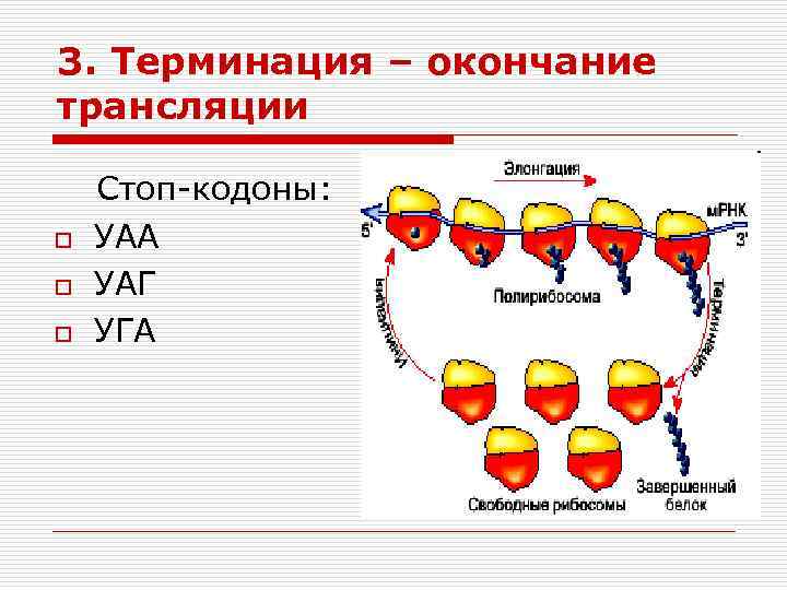 Кодон функция