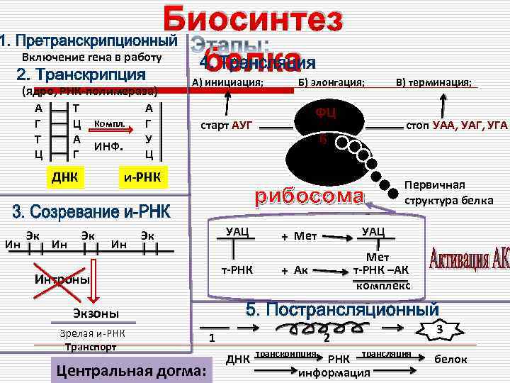 Включение гена в работу (ядро, РНК-полимераза) А Т А Г Ц Компл. Г Т