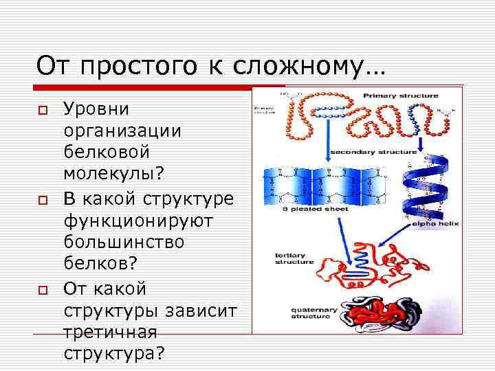 От простого к сложному… o o o Уровни организации белковой молекулы? В какой структуре