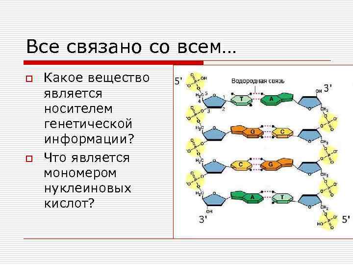 Все связано со всем… o o Какое вещество является носителем генетической информации? Что является