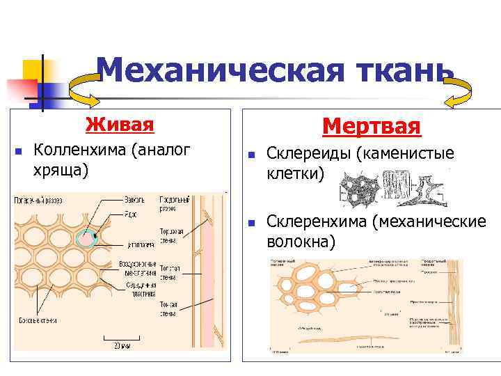 Механическая ткань Мертвая Живая n Колленхима (аналог хряща) n n Склереиды (каменистые клетки) Склеренхима