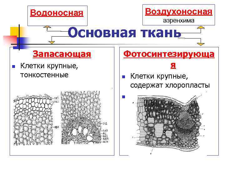 Воздухоносная Водоносная аэренхима Основная ткань Запасающая n Клетки крупные, тонкостенные Фотосинтезирующа я n n