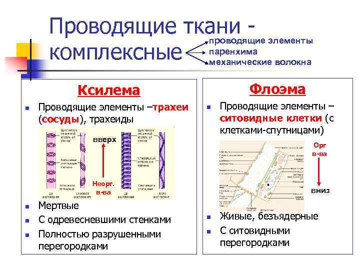 Проводящие ткани - элементы проводящие комплексные паренхима волокна механические Флоэма Ксилема n Проводящие элементы
