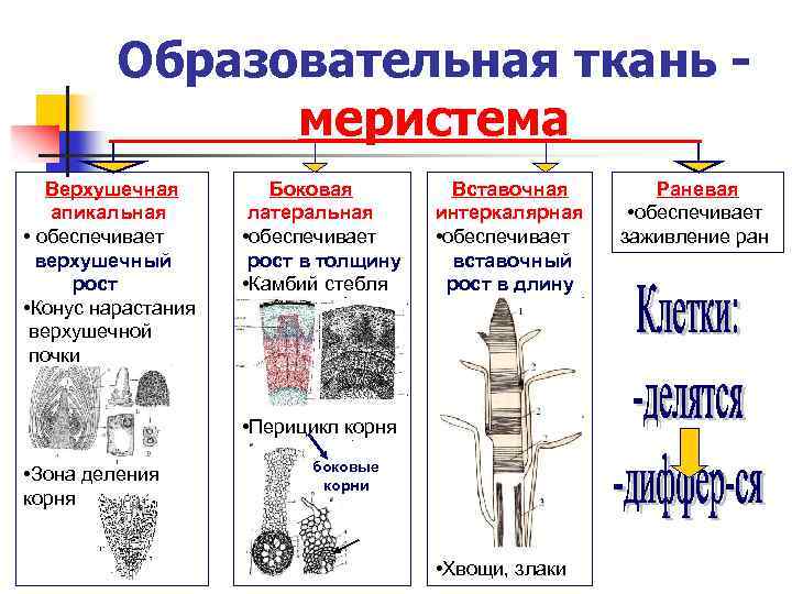 Зона образованная постоянно делящимися клетками верхушечной. Образовательные ткани меристемы таблица. Пластинчатые меристемы. Образовательная ткань верхушечная боковая вставочная. Вставочная меристема отвечает за рост в толщину.